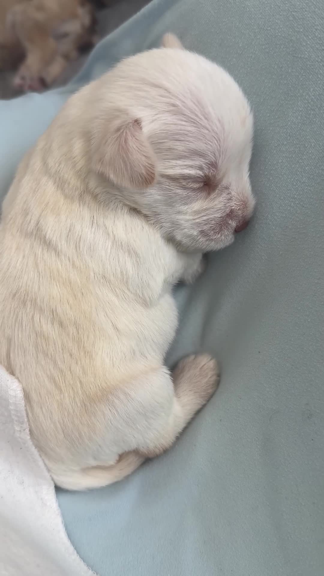 Miniature Schnauzer dogs for sale: Miniature Schnauzer Puppy 3 - Video 1
