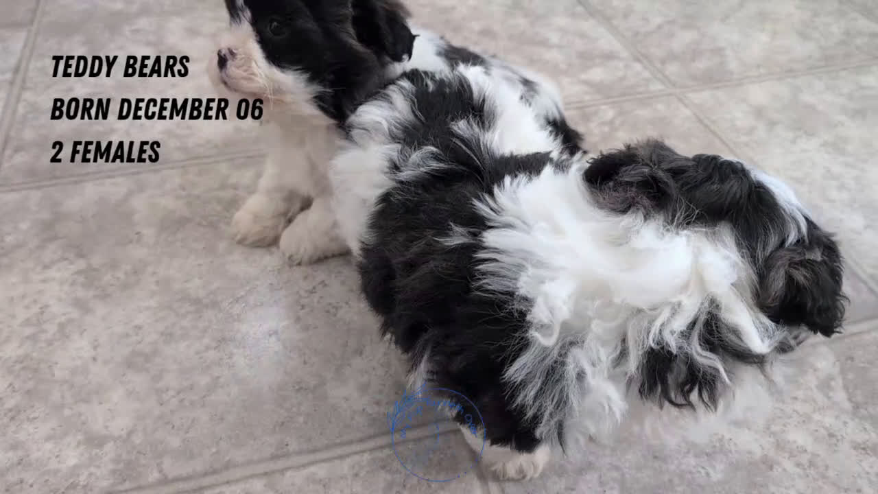 Teddy Bear dogs for sale: Izzy - Video 2