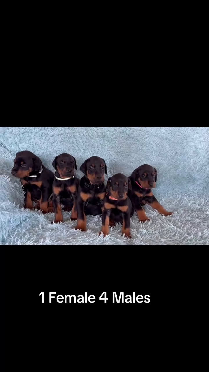 Doberman Pinscher dogs for sale: Female with ear crop - Video 1