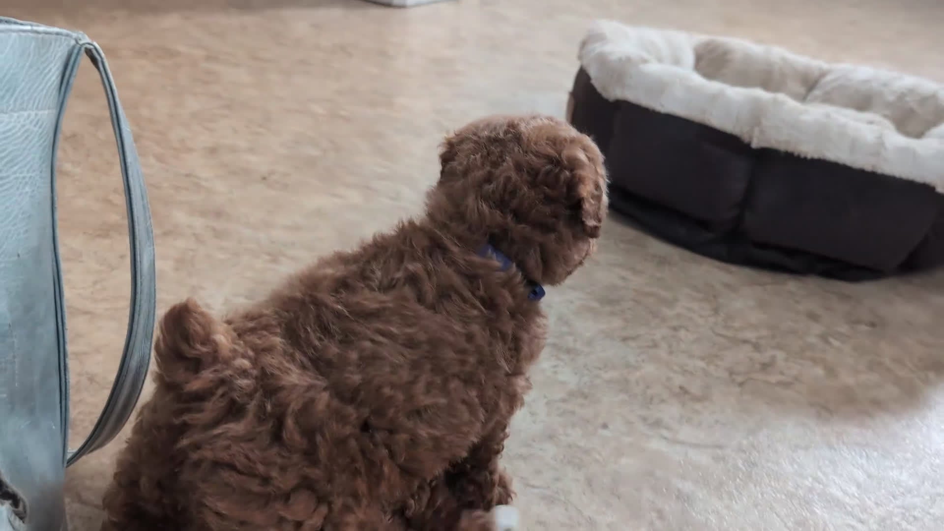 Mixed Breed dogs for sale: Hollee - Video 1