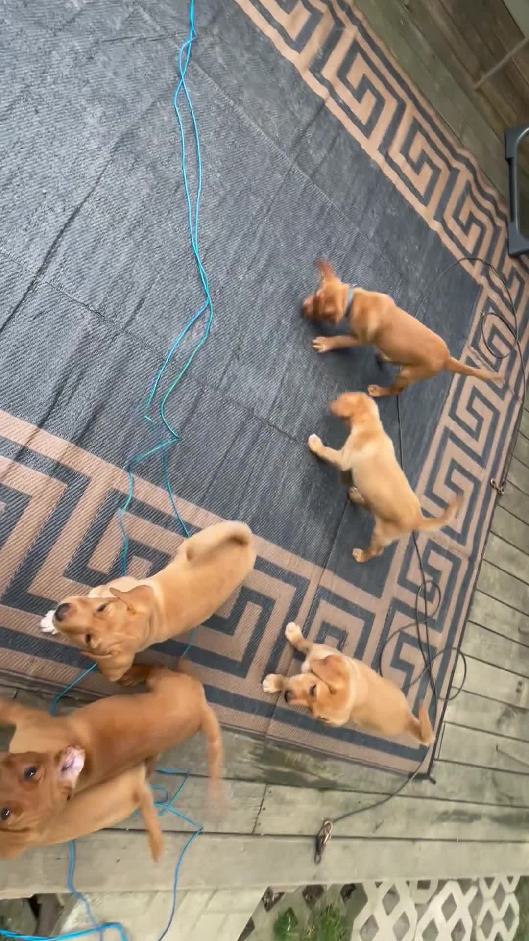 Labrador Retriever dogs for sale: Light green collar Yodi - Video 2