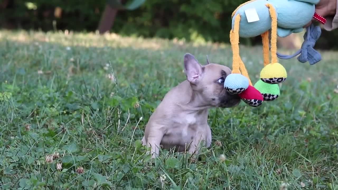 French Bulldog dogs for sale: Rocky - Video 1