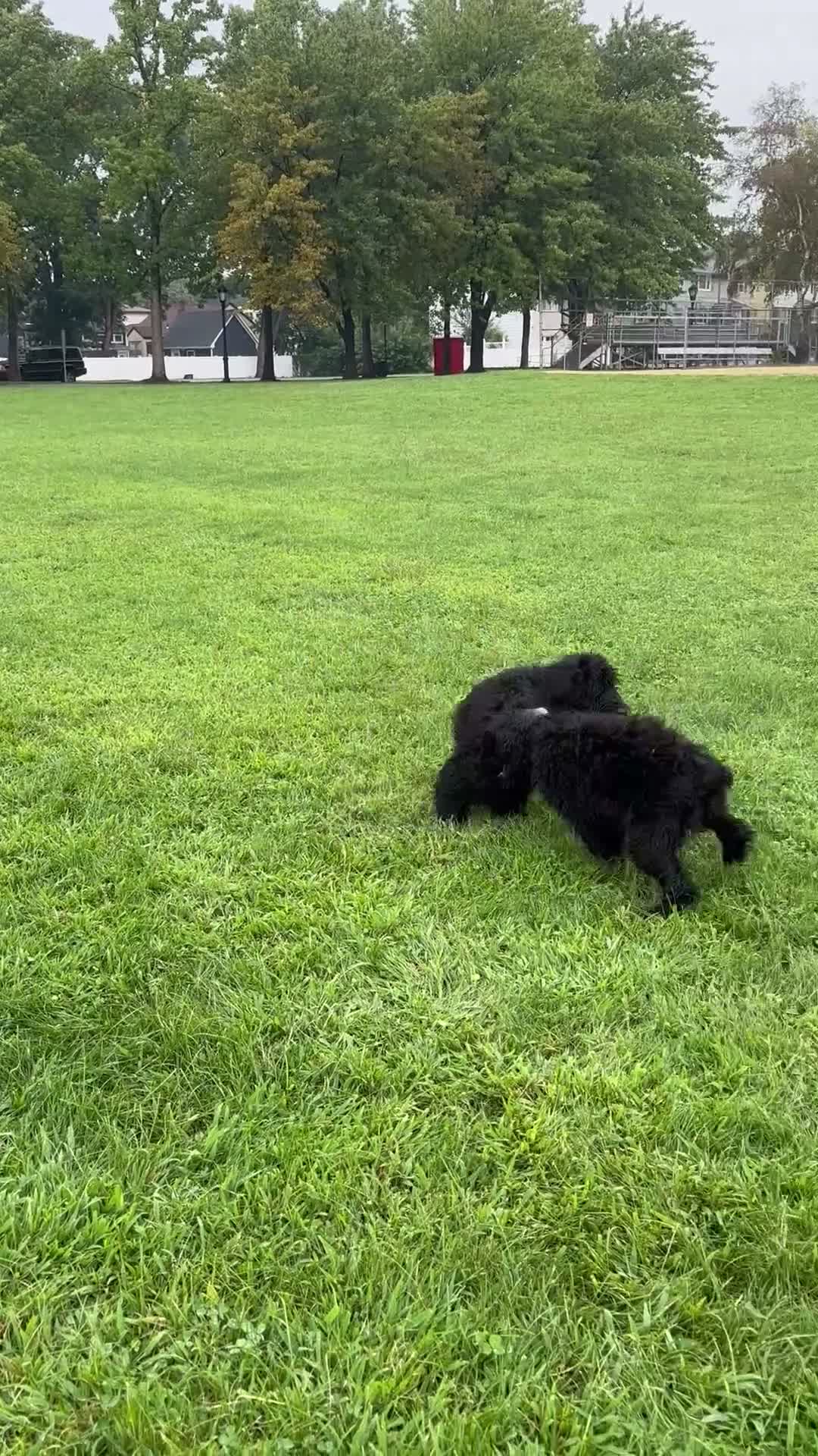 Giant Schnauzer dogs for sale: Grizzly - Video 3