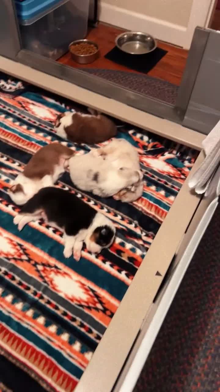 Australian Shepherd dogs for sale: “Riggs” Red Tri Male  - Video 3