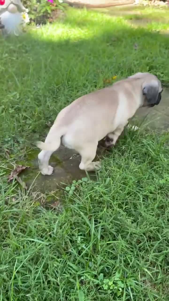 Frug dogs for sale: Frug 2 - Video 1