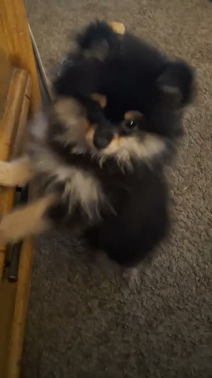 Pomeranian dogs for sale: Zues - Video 2