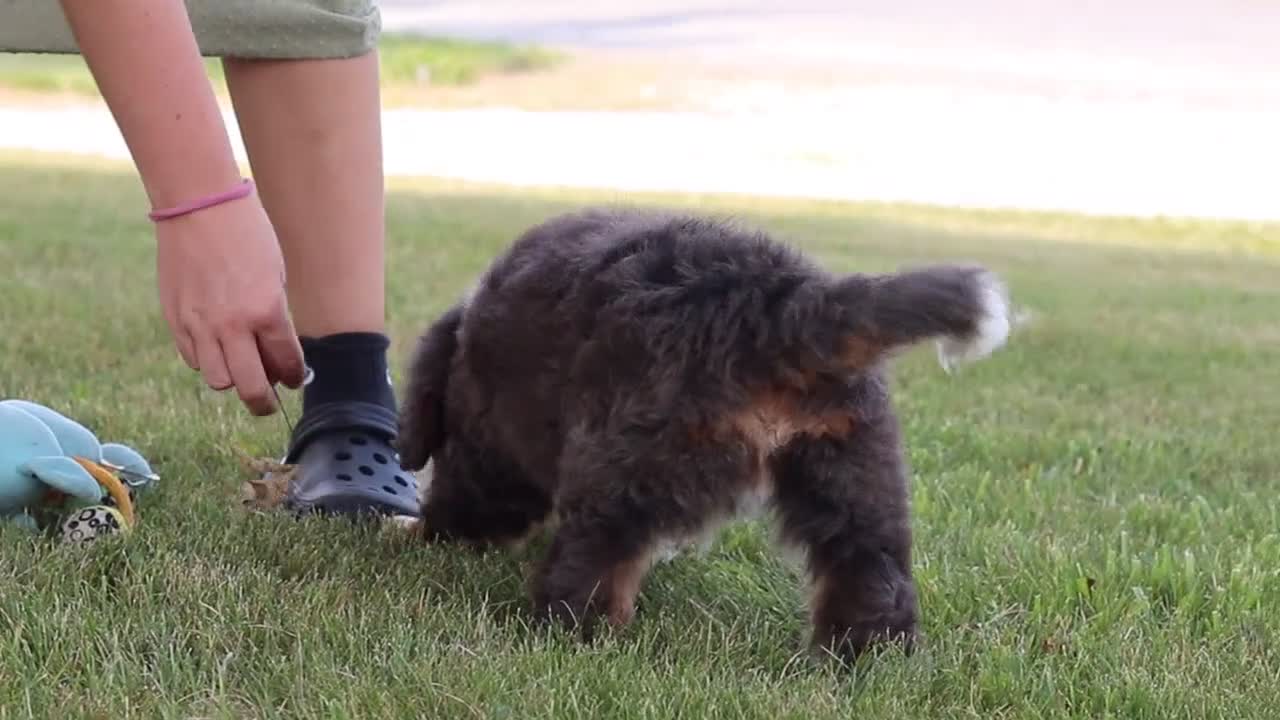 Mini Bernedoodle dogs for sale: Benson - Video 1