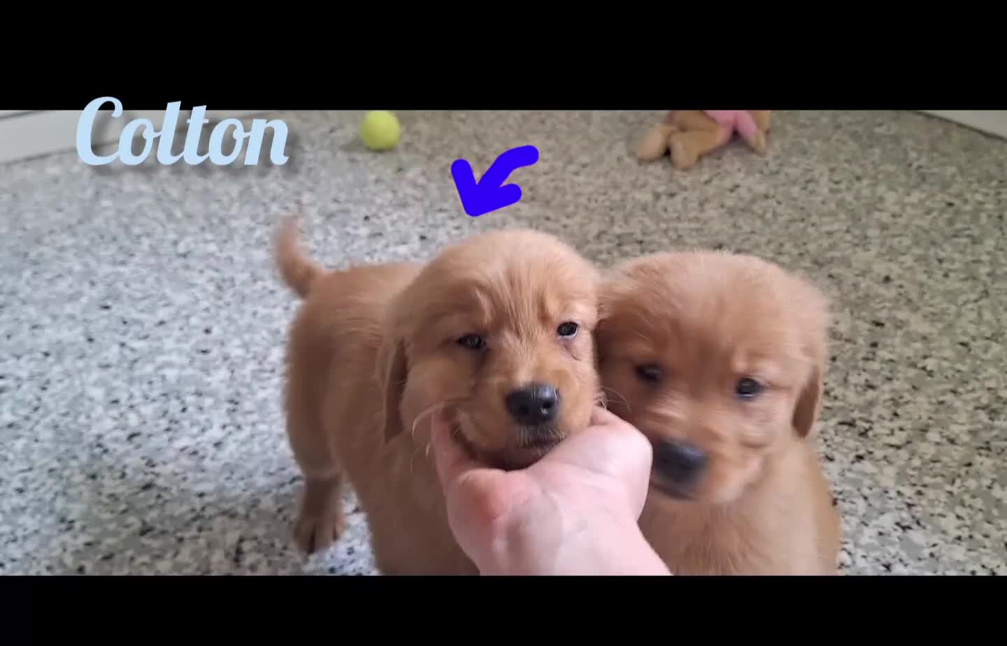 Golden Retriever dogs for sale: Colton - Video 1
