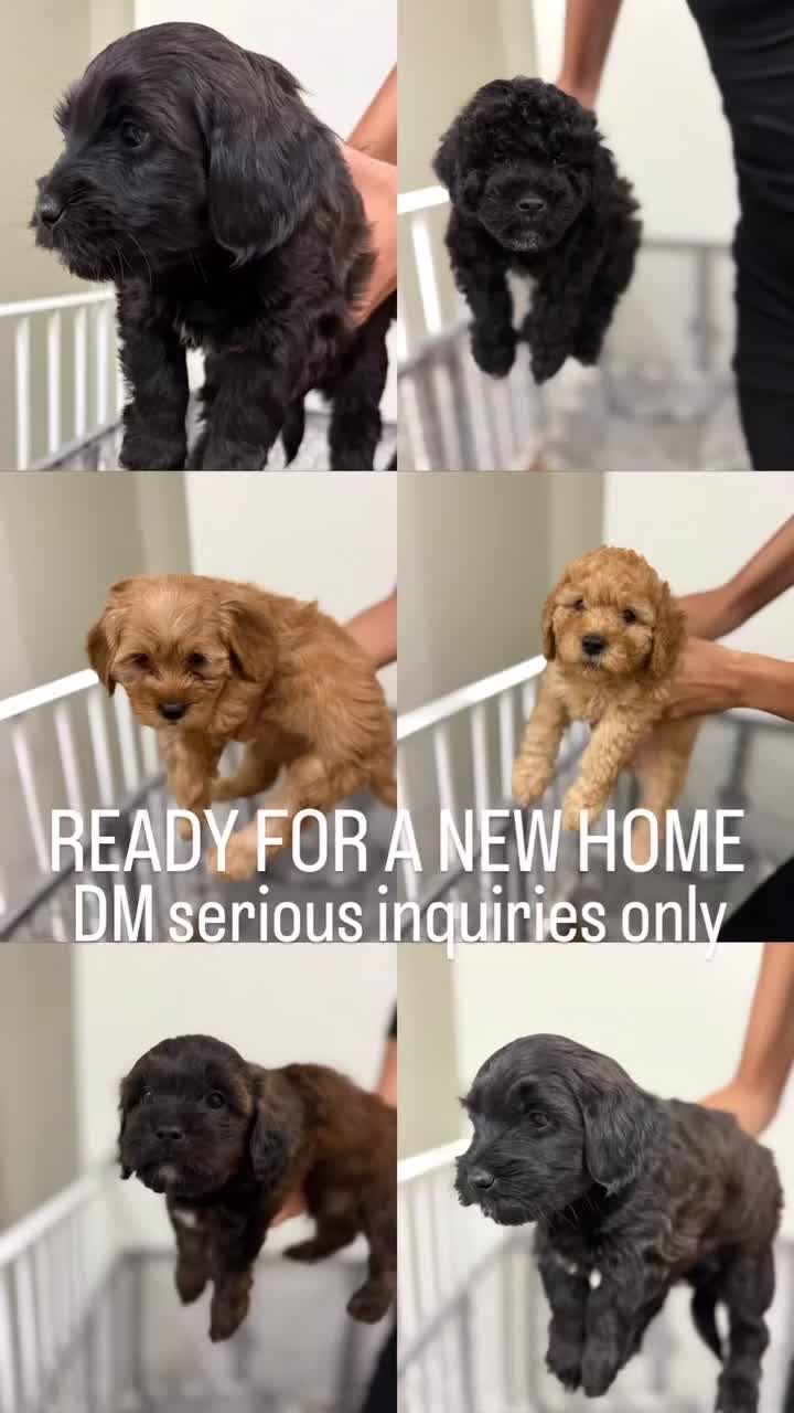 Mixed Breed dogs for sale: Mixed Breed 3 - Video 2