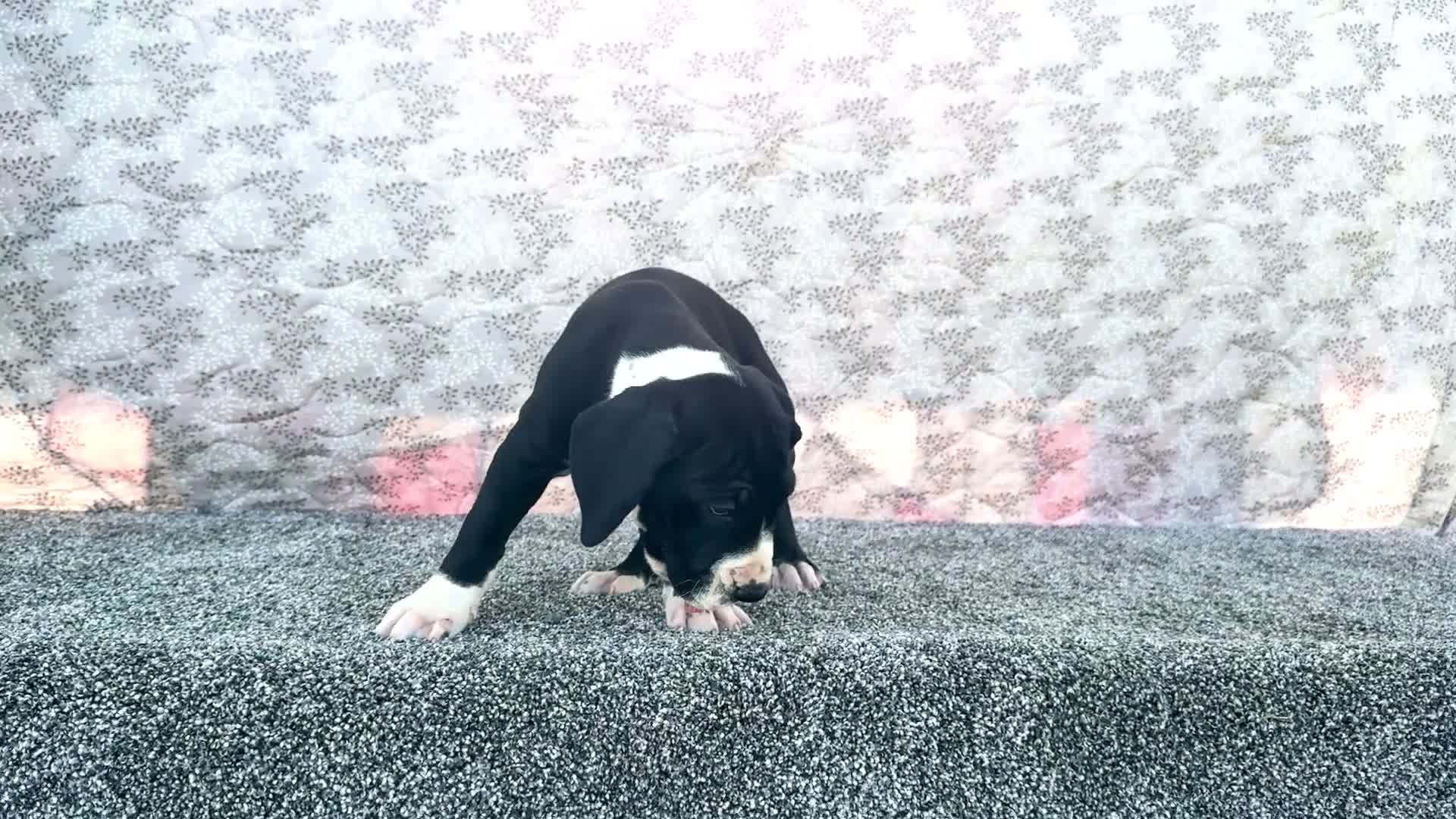 Great Dane dogs for sale: Ellie - Video 1