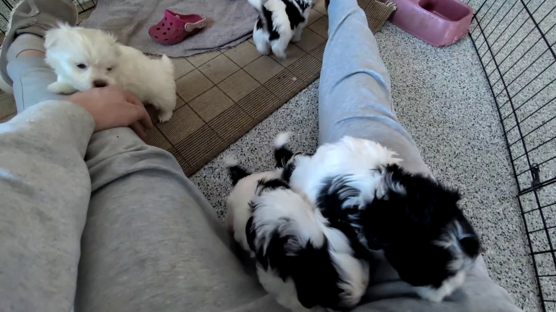 Havanese dogs for sale: Zeus - Video 2