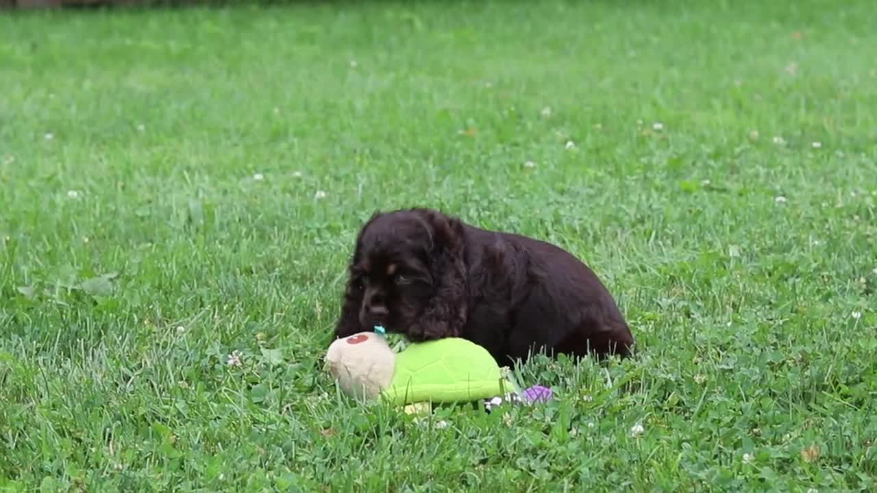Cocker Spaniel dogs for sale: Ava - Video 1