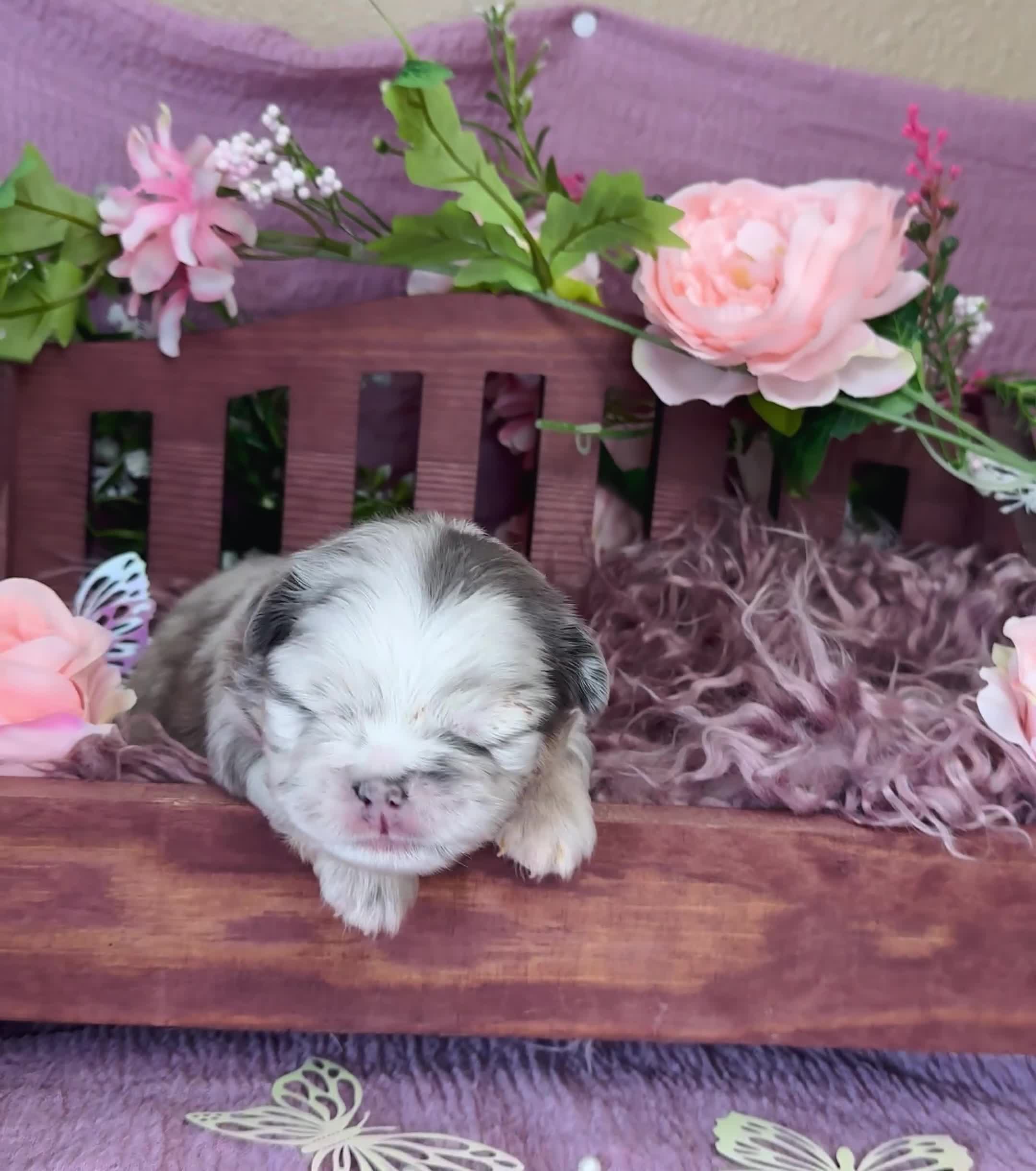 French Bulldog dogs for sale: Mrs. Pound Cake  - Video 1