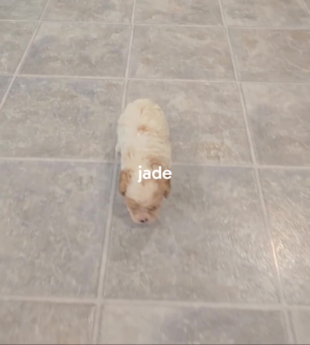 Cavapoo dogs for sale: Jade - Video 1