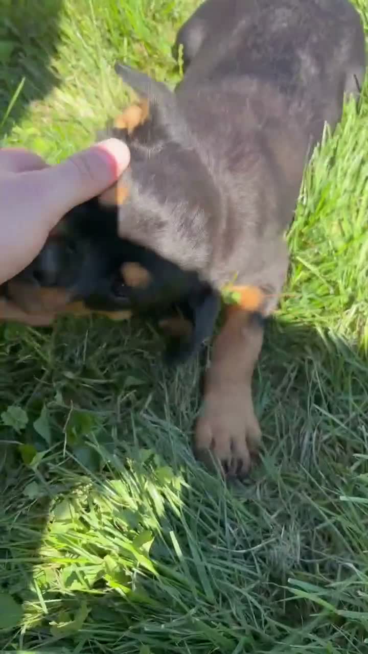 Rottweiler dogs for sale: Candy - Video 1