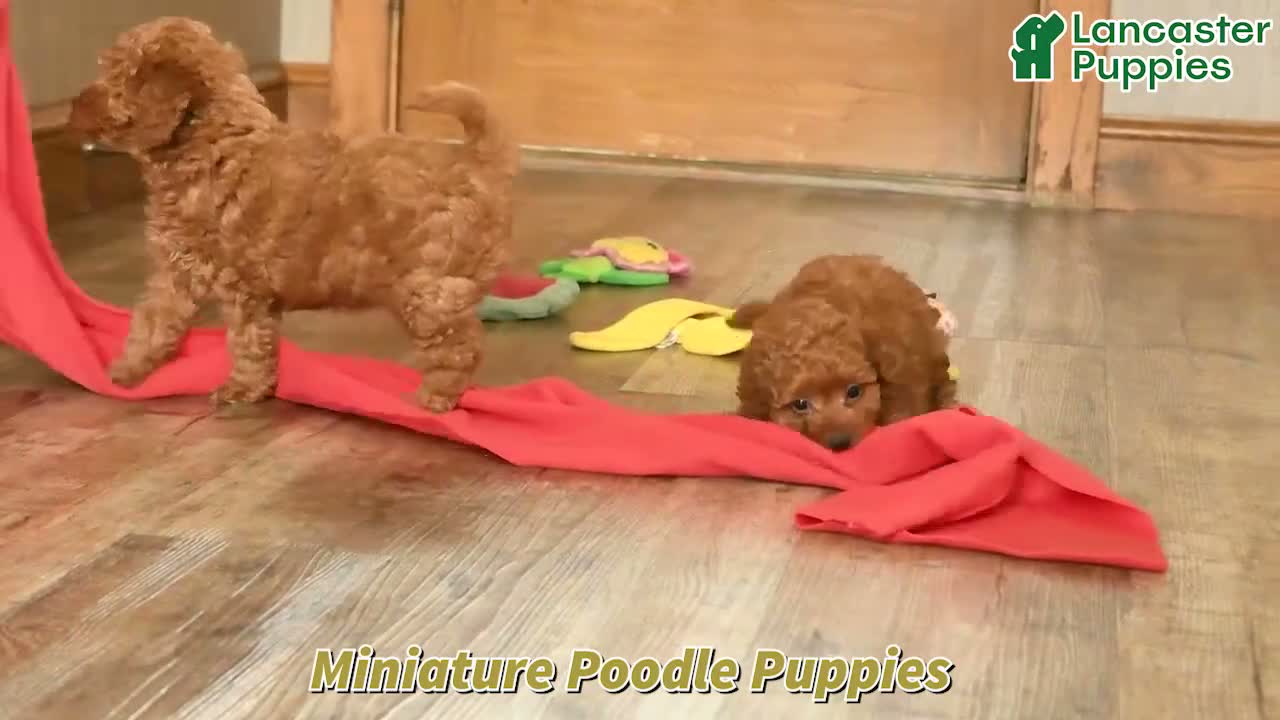 Miniature Poodle dogs for sale: Cindy - Video 1