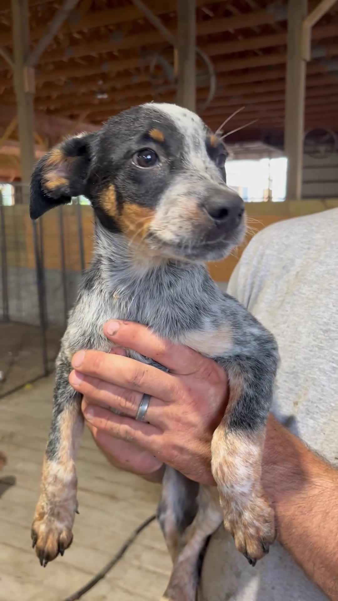 Australian Cattle Dog dogs for sale: Lala - Video 1