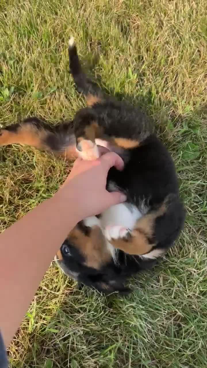 Bernese Mountain Dog dogs for sale: Paisley - Video 1