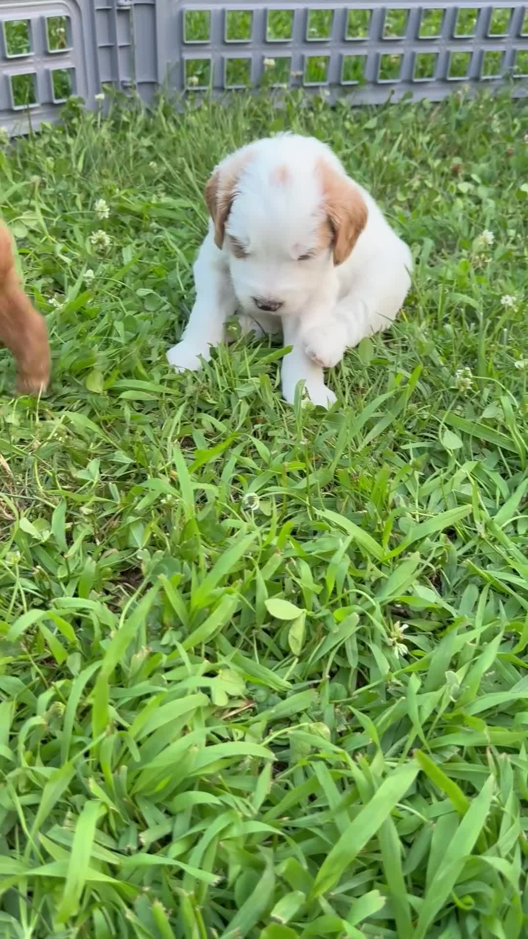Mini Goldendoodle dogs for sale: Sage - Video 1