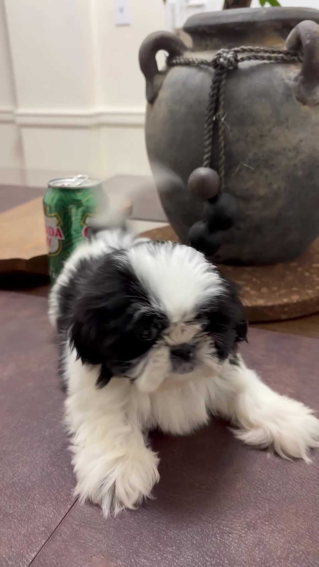 Shih Tzu dogs for sale: Jenni - Video 1