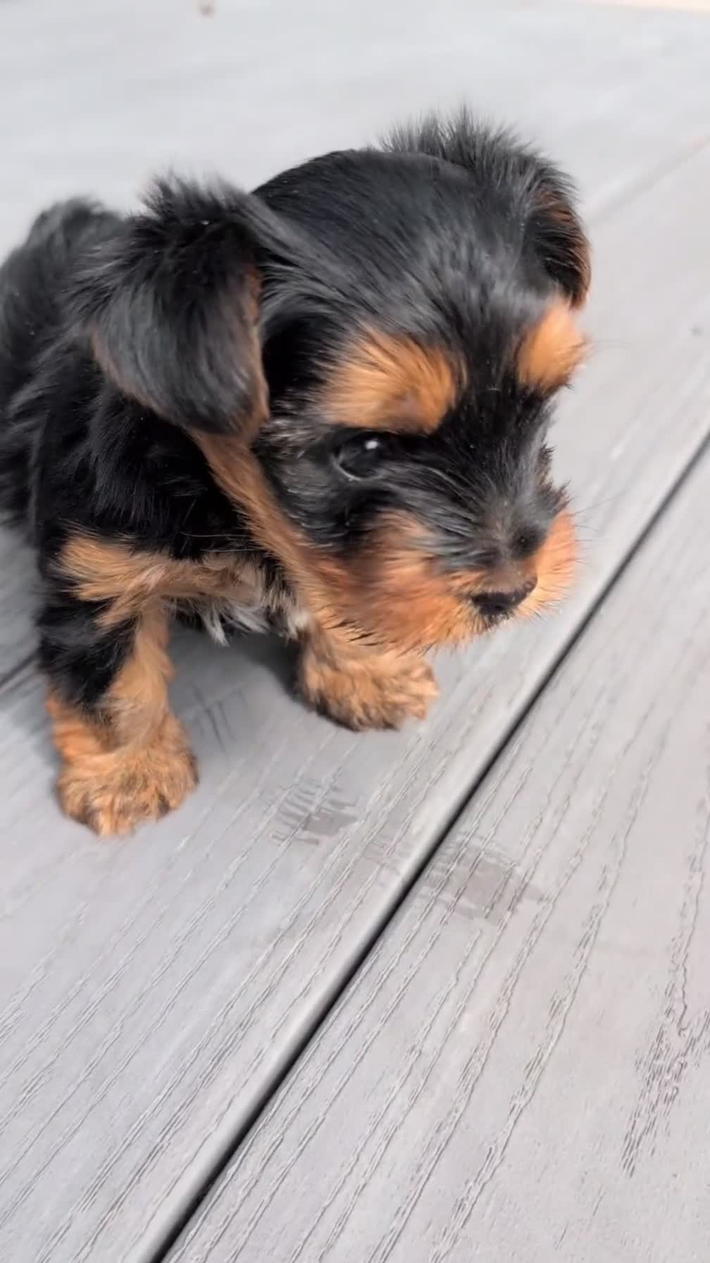 Yorkshire Terrier dogs for sale: Zeus - Video 2