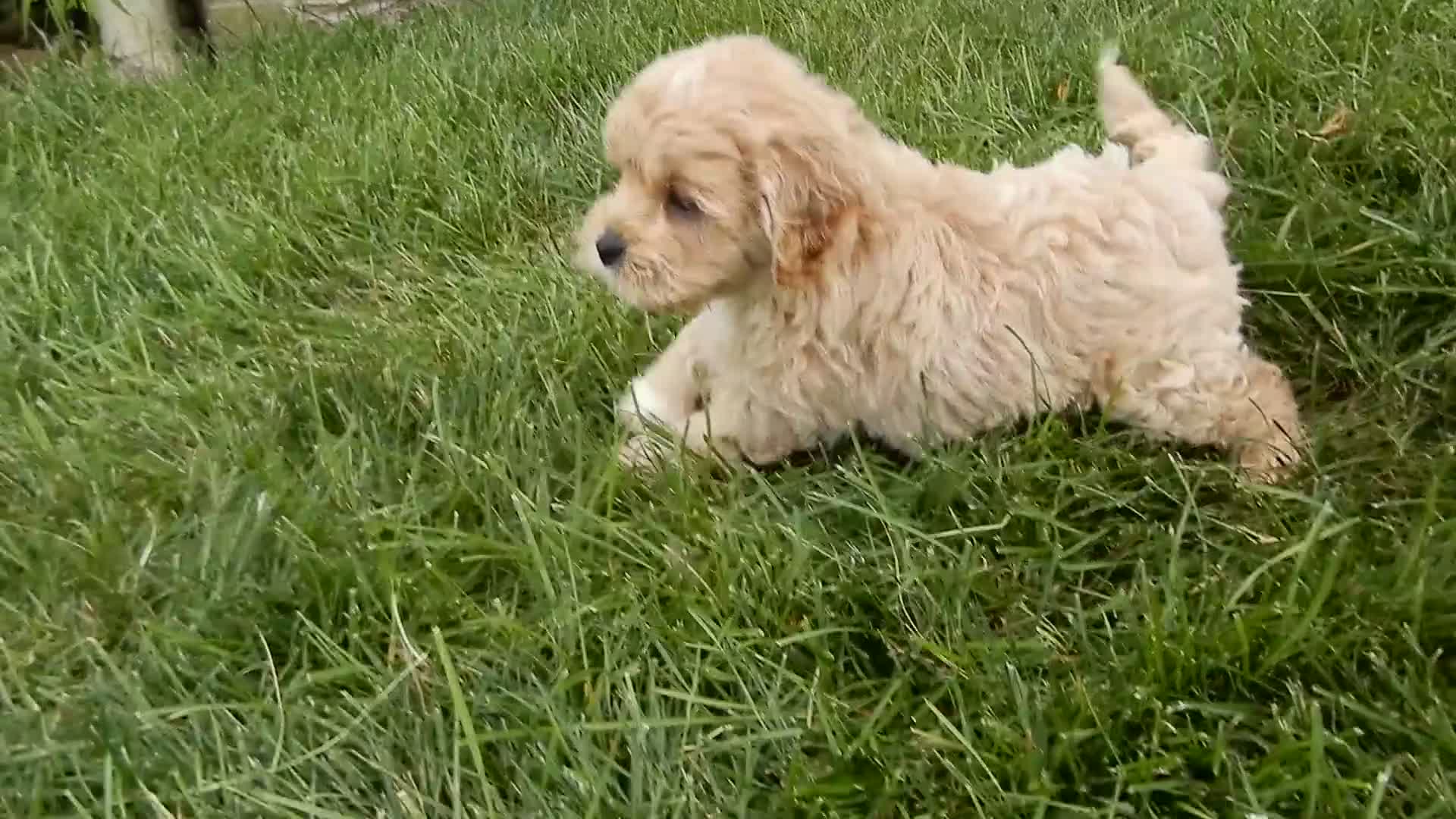 Cavapoo dogs for sale: Benji - Video 2