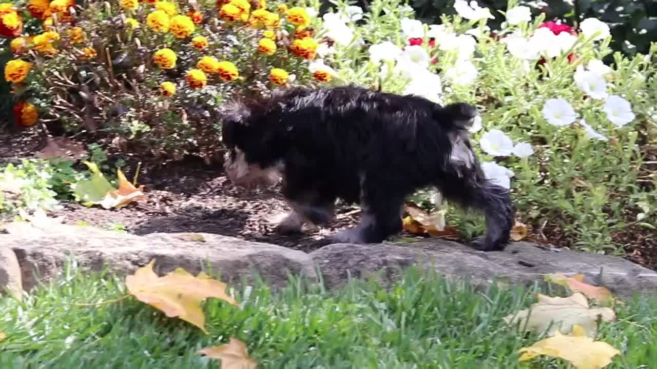 Miniature Schnauzer dogs for sale: Eva - Video 1