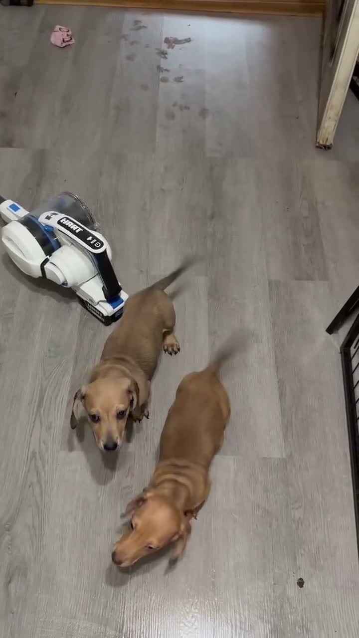 Miniature Dachshund dogs for sale: Bilbo - Video 1