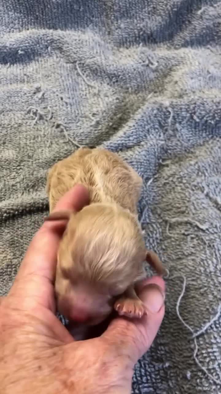 Toy Poodle dogs for sale: Loki - Video 1
