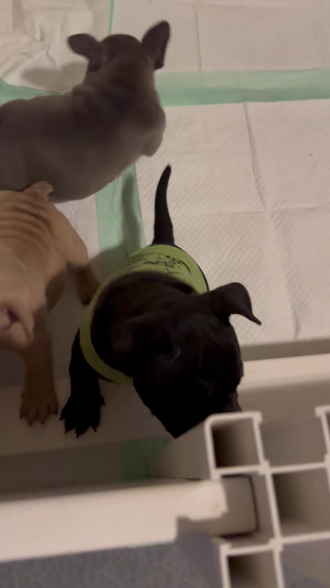 American Bully dogs for sale: Haze - Video 2