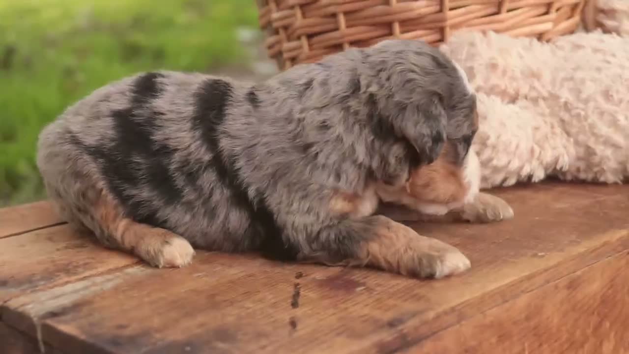 Mini Bernedoodle dogs for sale: Cornell F1 Mini Bernedoodle  - Video 3
