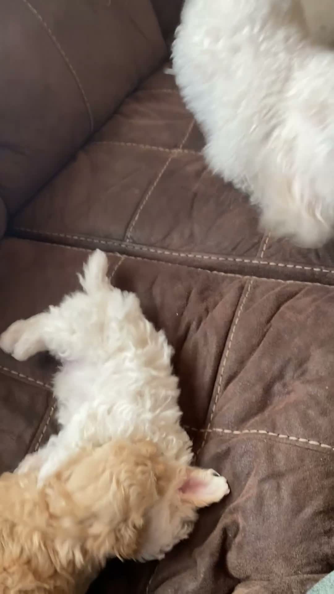 Toy Poodle dogs for sale: Biscuit 🤍🐻‍❄️ - Video 6