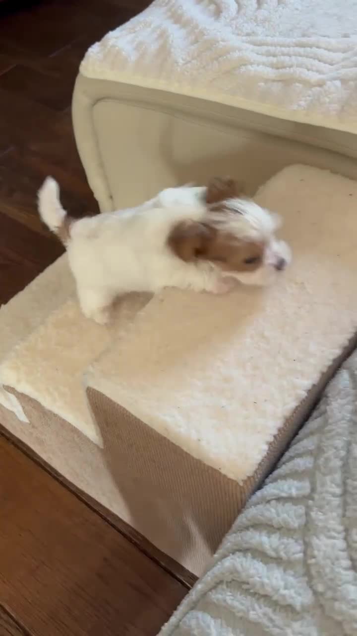 Mixed Breed dogs for sale: Piper - Video 2