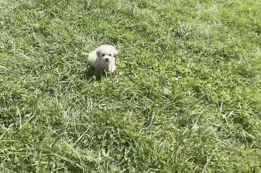 Maltipoo dogs for sale: Cider  - Video 1