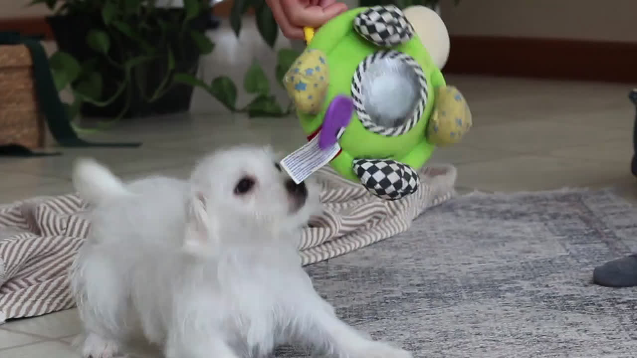 Morkie dogs for sale: Eddy - Video 1