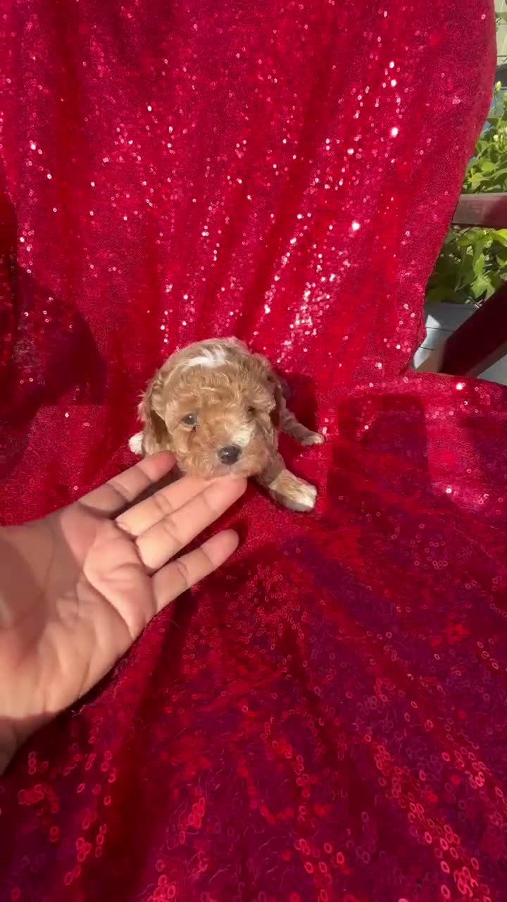 Toy Poodle dogs for sale: Toy Poodle 1 - Video 1