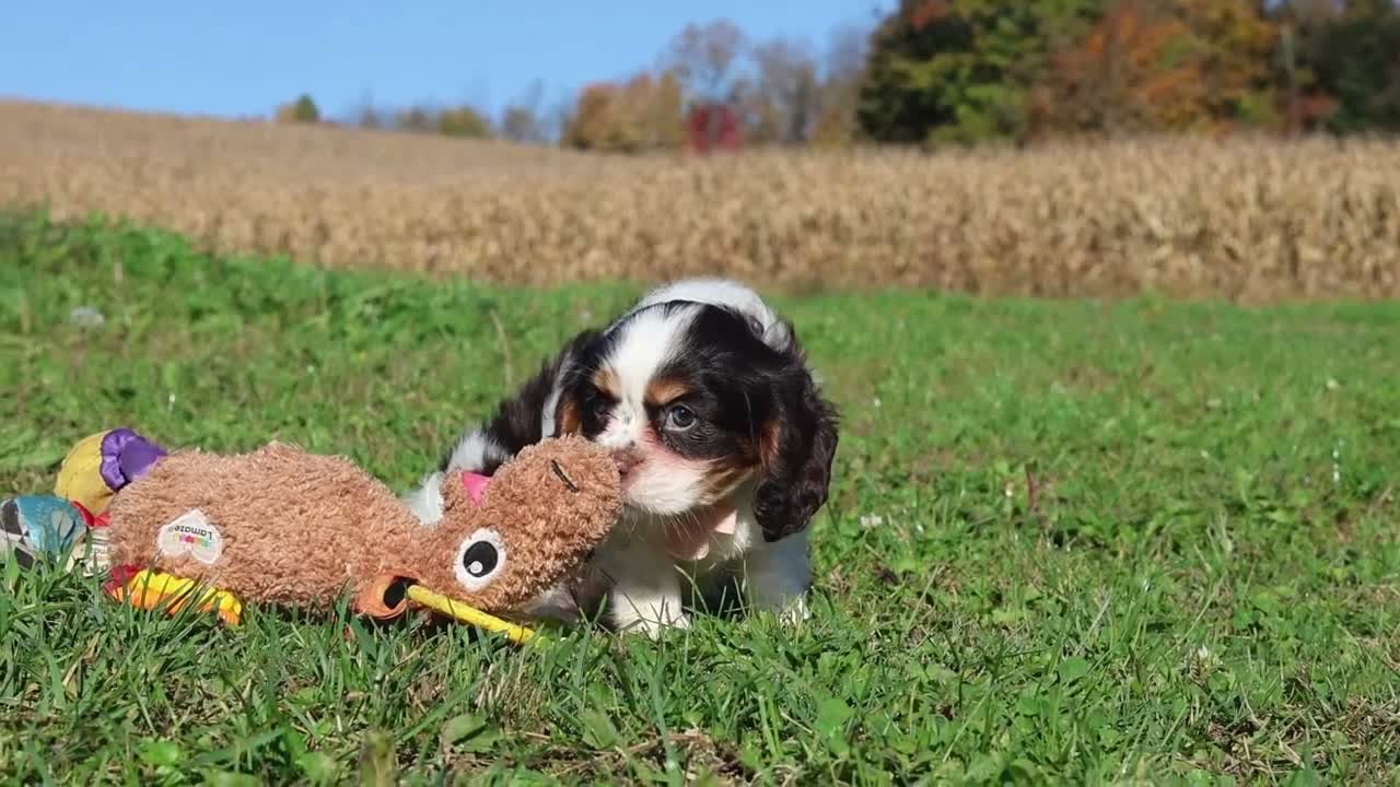Cavalier King Charles Spaniel dogs for sale: Chloe - Video 1
