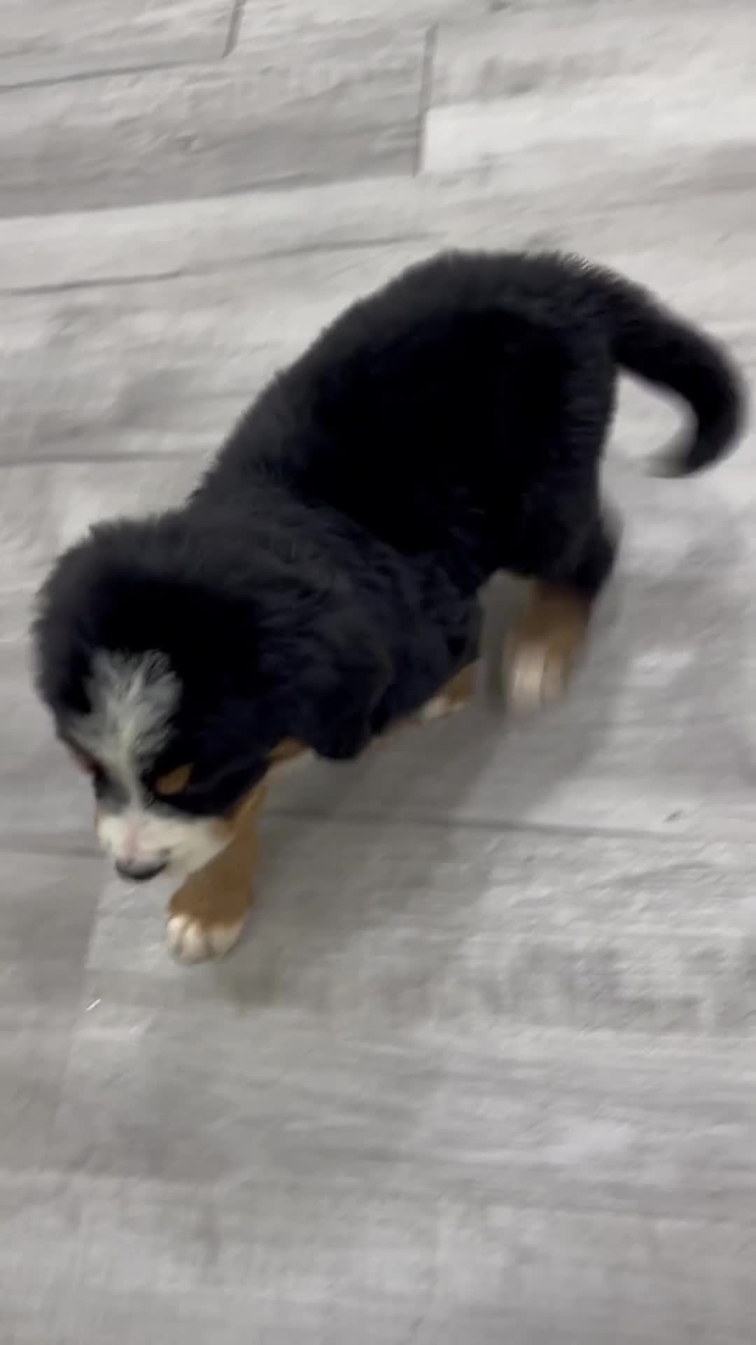 Bernese Mountain Dog dogs for sale: Jette - Video 1