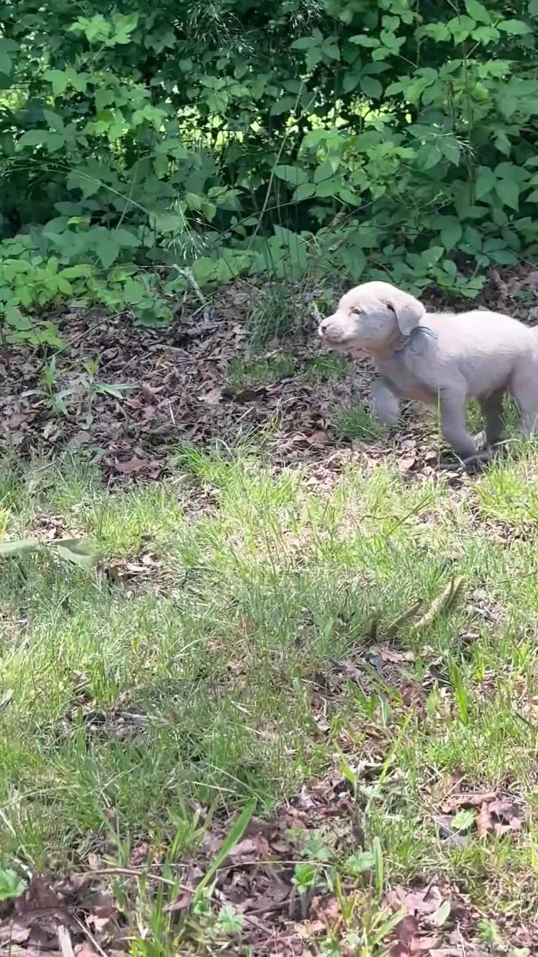 Labrador Retriever dogs for sale: Blue - Video 1