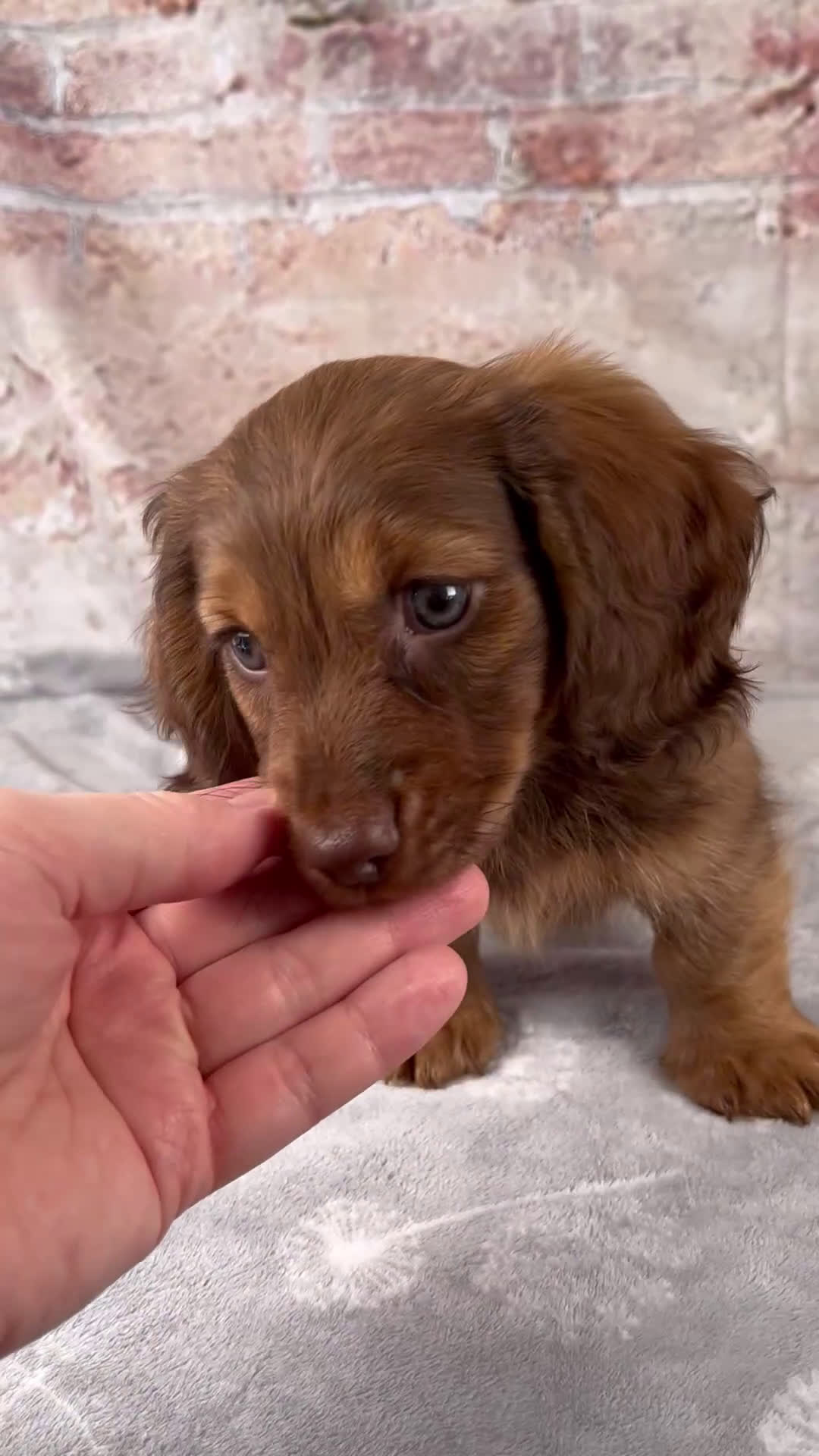 Miniature Dachshund dogs for sale: Oliver - Video 1