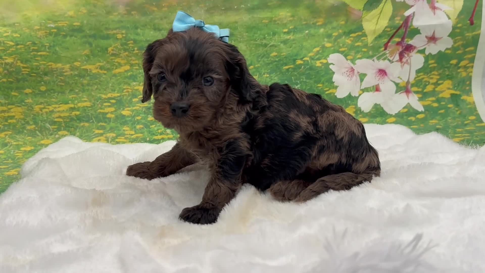 Cavapoo dogs for sale: Bently  - Video 1