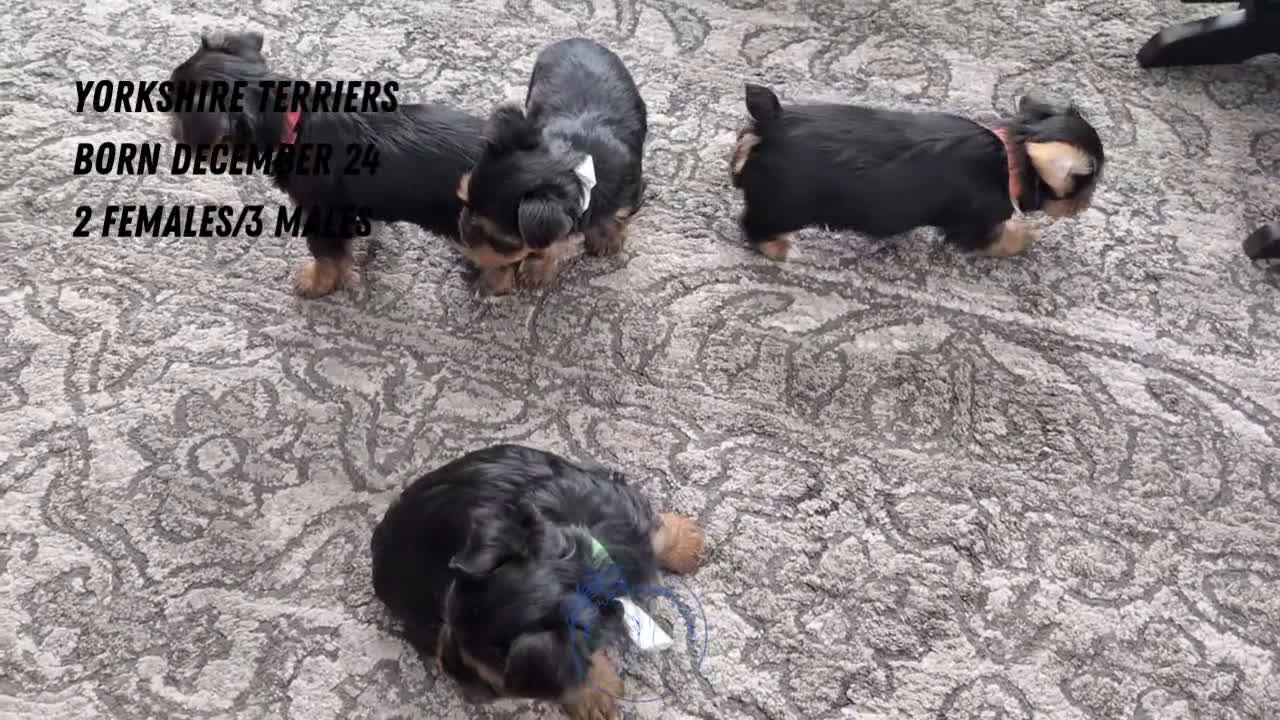 Yorkshire Terrier dogs for sale: Axel - Video 2