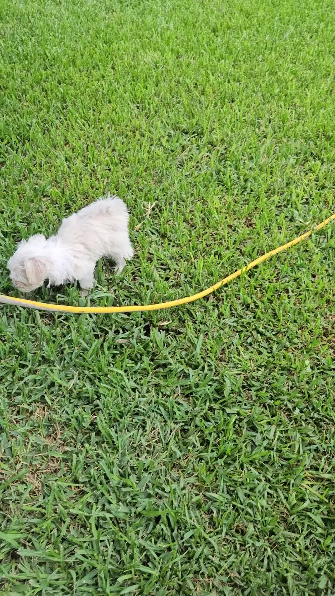 Maltese dogs for sale: Maltese Puppy 1 - Video 1