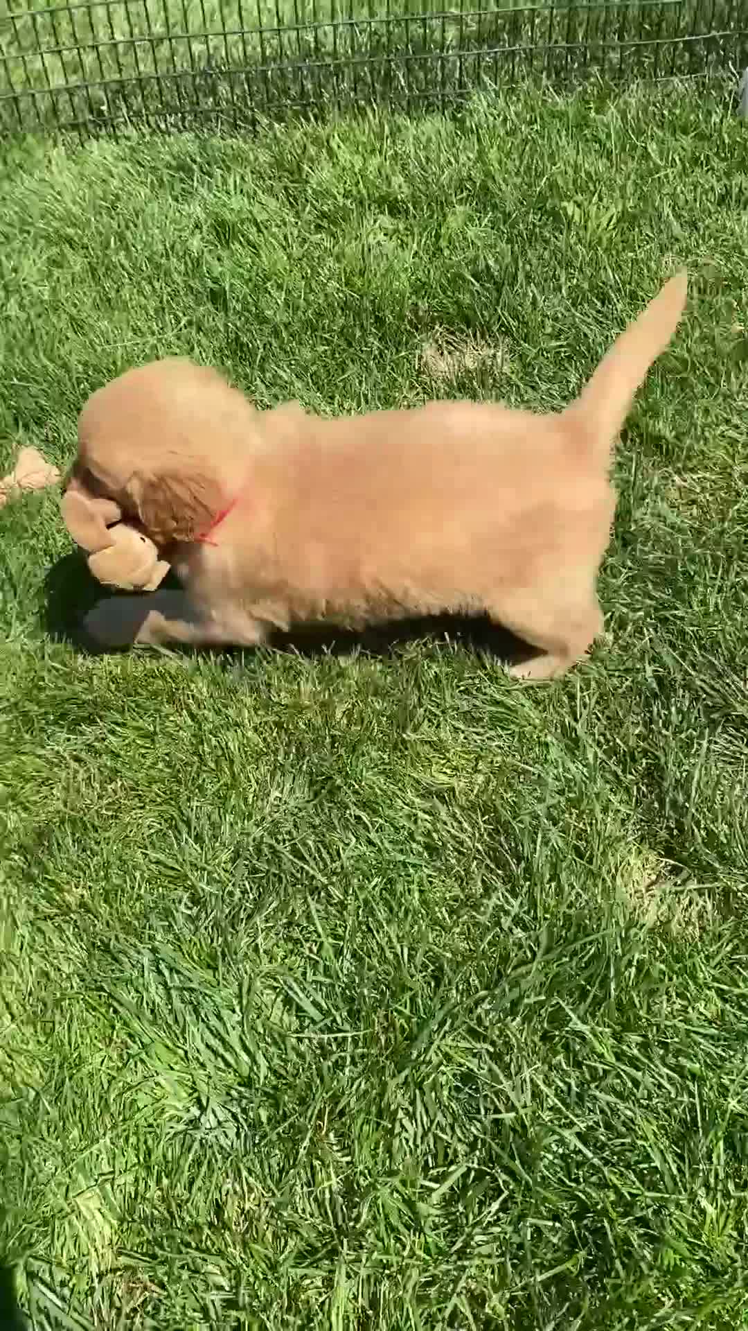 Golden Retriever dogs for sale: Golden Retriever Lola  - Video 2