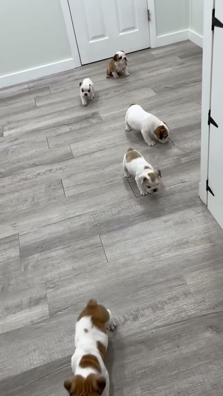 Beabull dogs for sale: Max - Video 2