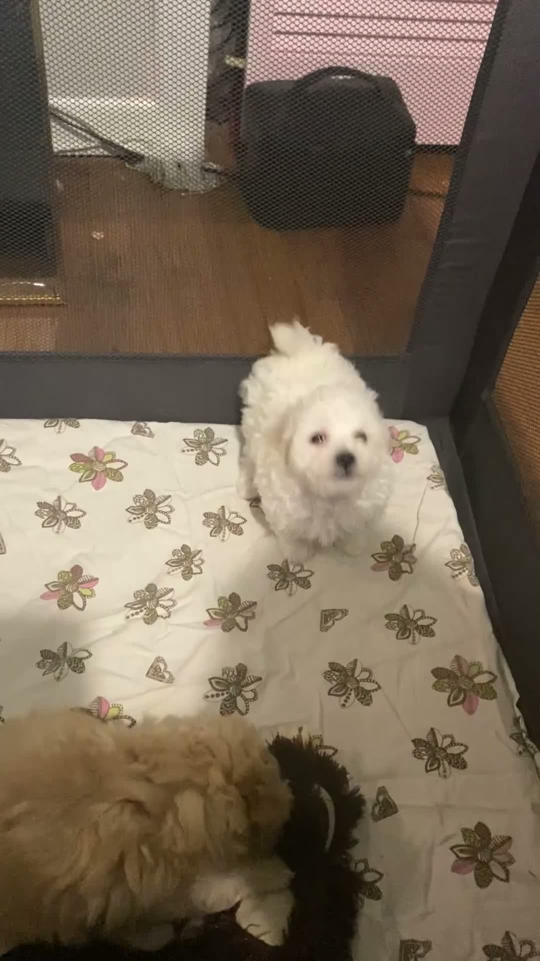 Toy Poodle dogs for sale: Biscuit 🤍🐻‍❄️ - Video 7