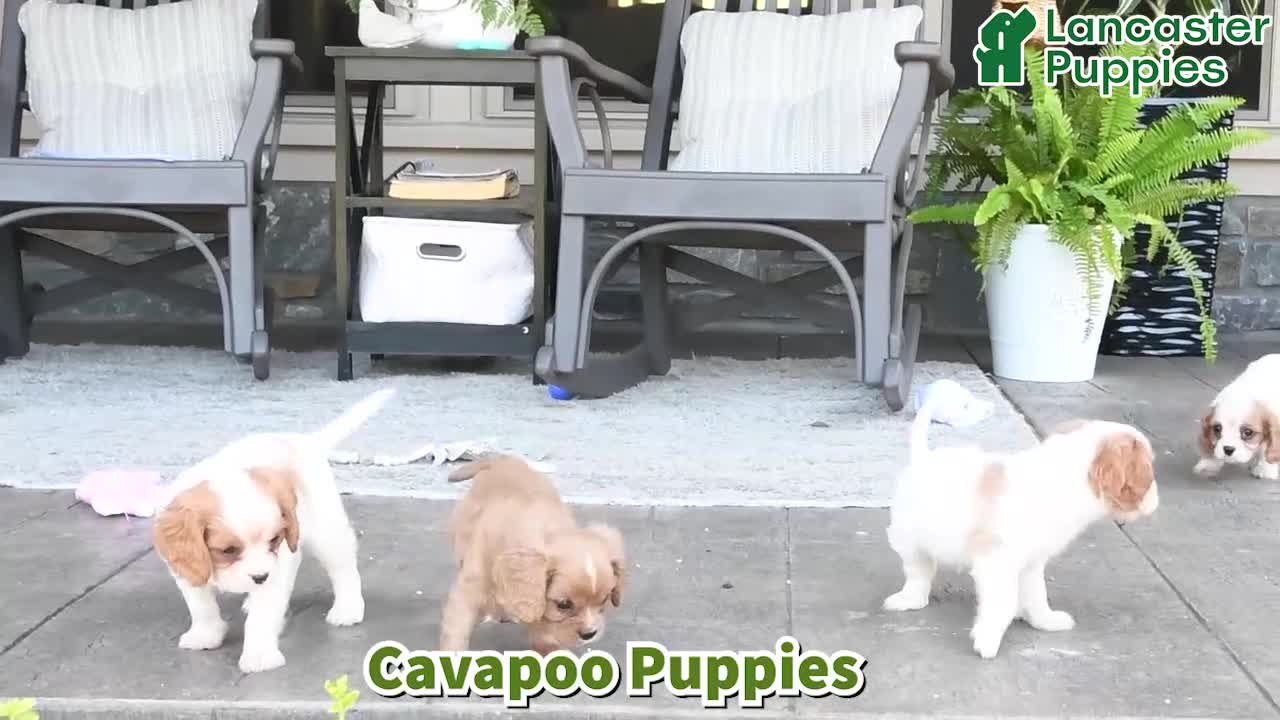 Cavapoo dogs for sale: Chips - Video 1