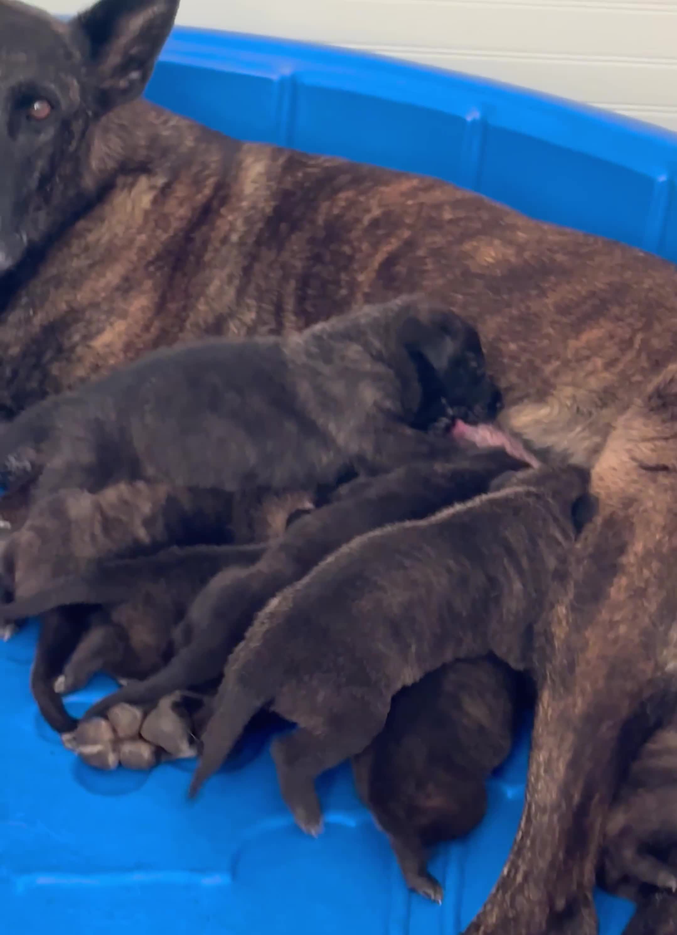 Dutch Shepherd dogs for sale: Dutch Shepherd 1 - Video 1