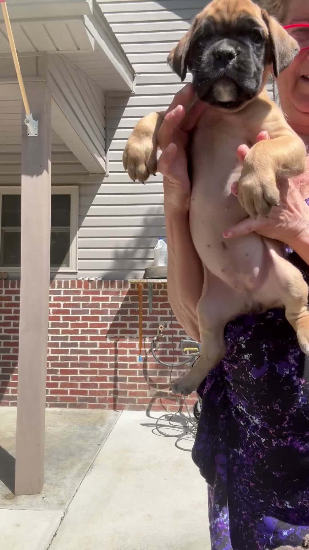 Boxer dogs for sale: Madison AKC Euro - Video 1