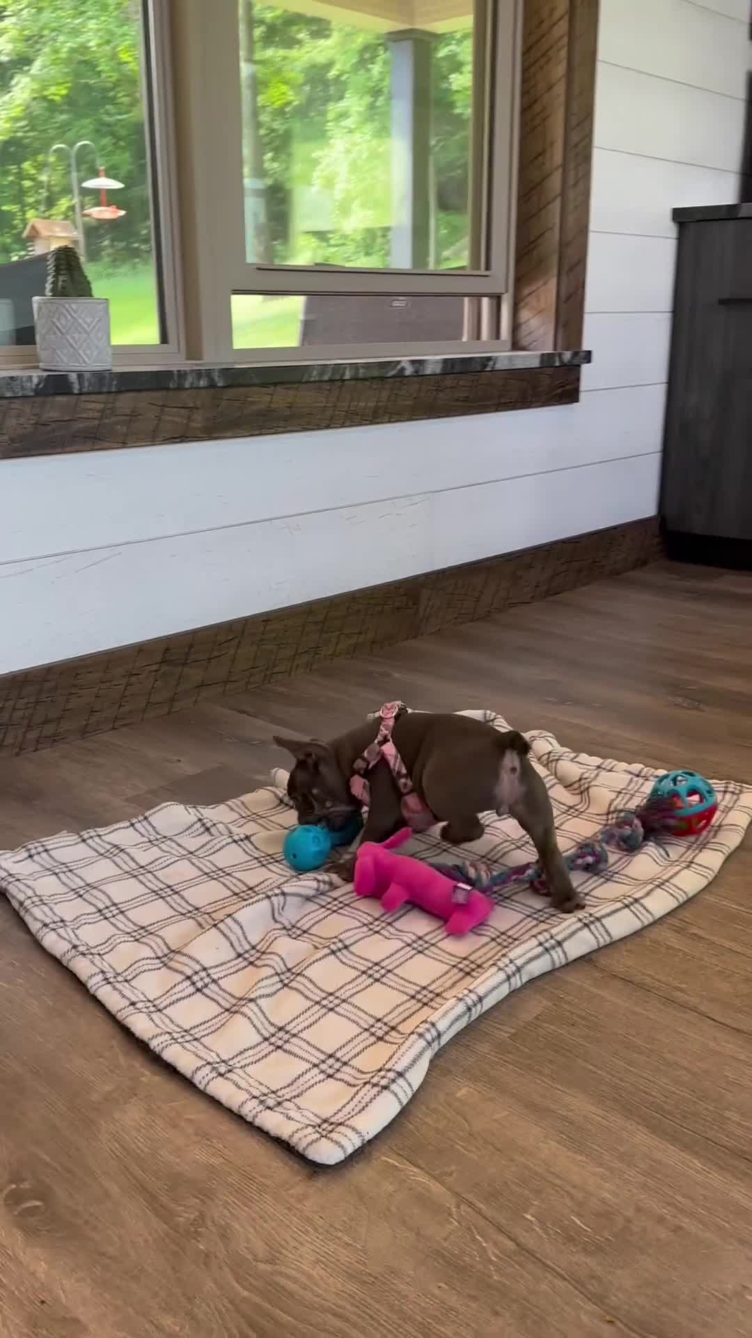 French Bulldog dogs for sale: Sena - Video 1